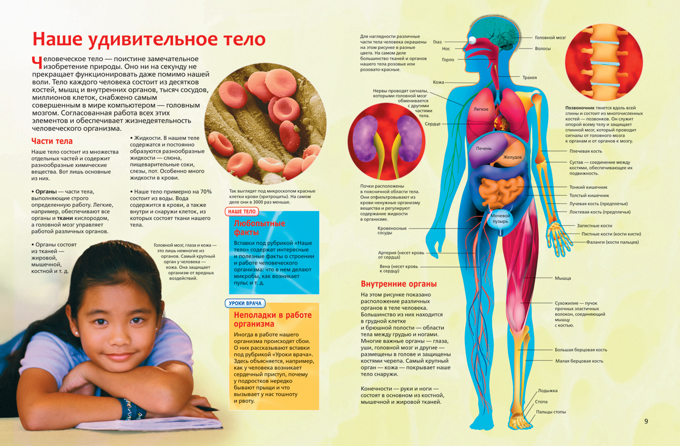 Любой новый организм. Интересные сведения о человеческом теле. Анатомия человека. Интересные факты об органах человека. Анатомия человека для детей.