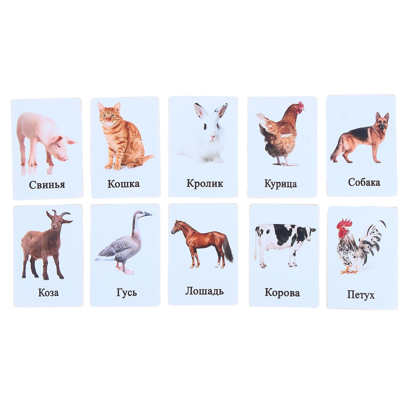 Собака свинья год. Карточки животных. Карточки с изображением животных. Карточки с домашними животными. Домашних животных для детей.
